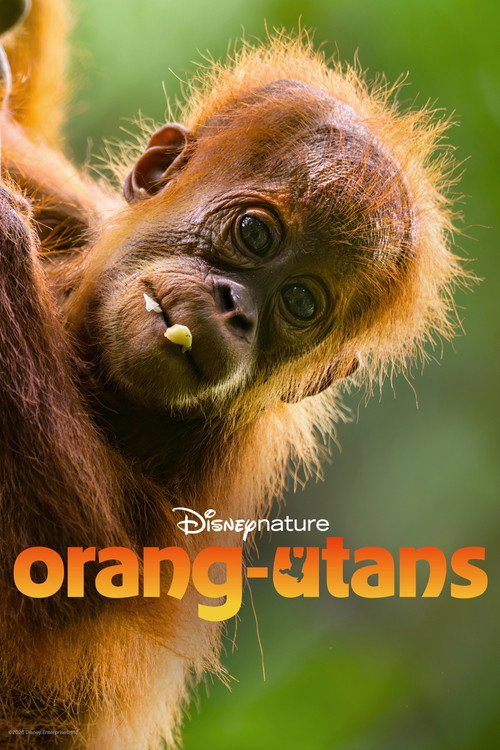 Orangutan (2026)